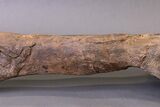 Huge, Adult Hadrosaur (Hypacrosaurus) Tibia Bone - Montana #245513-13